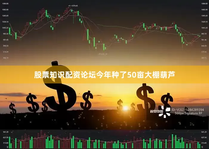 股票知识配资论坛今年种了50亩大棚葫芦